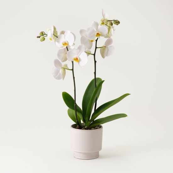 Single white plant Phalaenopsis