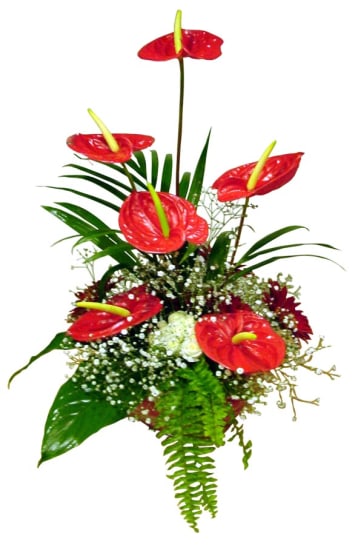 Arrangement of Cut Flowers