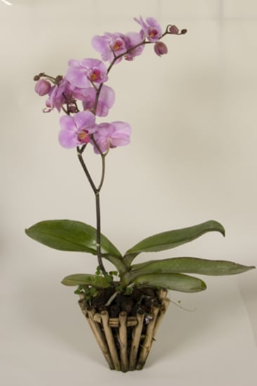 Orchid plant