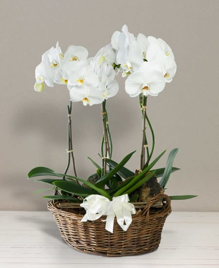 Cesto Di Orchidee Order Here Same Day Delivery