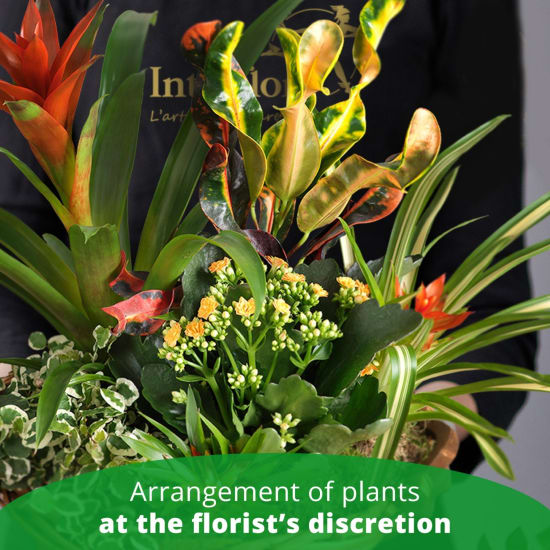 ARRANGEMENT OF PLANTS