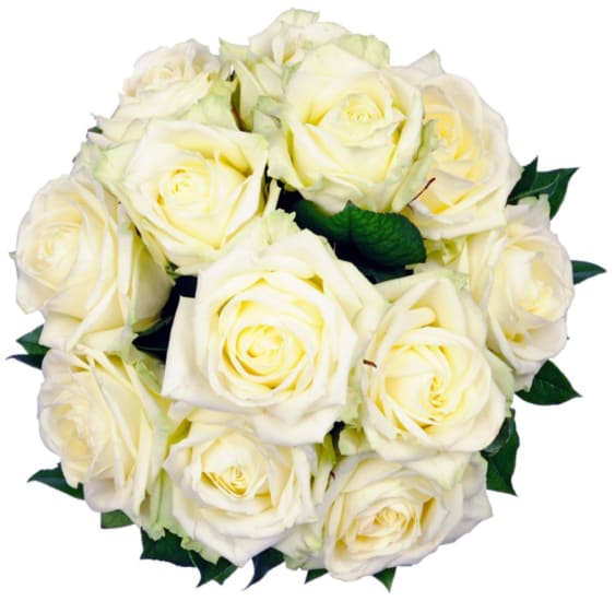 Affection White Roses