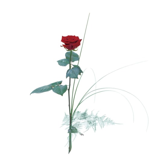 Single Red Rose