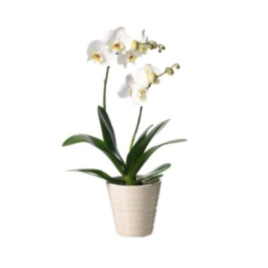 White Orchid