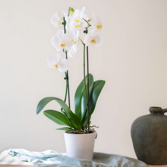 Phalaenopsis Premium Plant