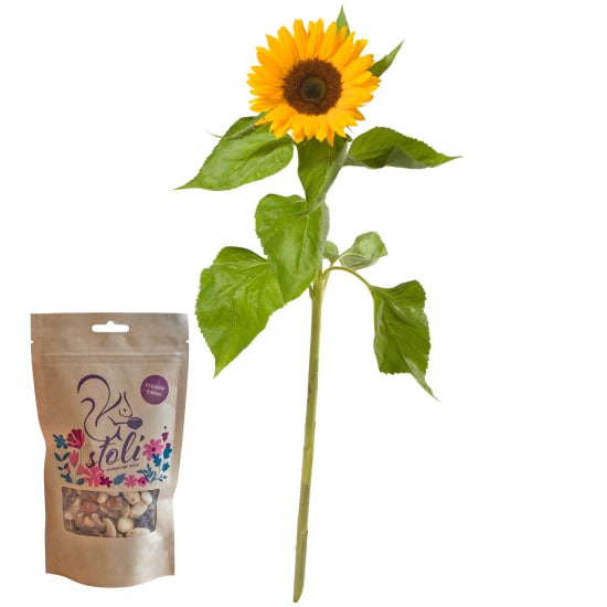 Es chlises Sünneli (1 Sonnenblume) mit stoli-Nüssen – Fleurop Edition