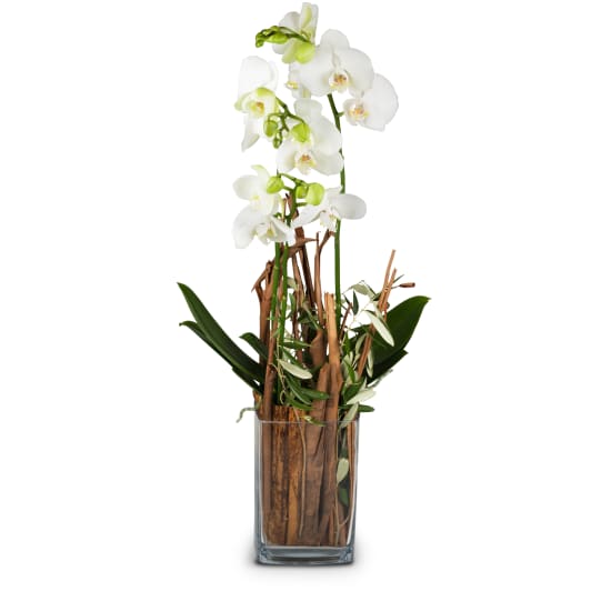 Magie (orchidée avec vase)