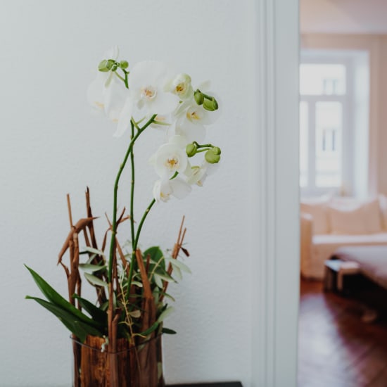Indoor plant «Magic» (orchid in vase)