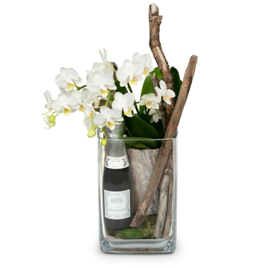 Elégant et naturel (orchidée plante) avec prosecco Albino Armani DOC (20 cl)