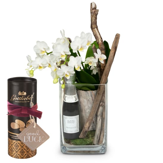 Natural and Exquisite (orchid plant) with Prosecco Albino Armani DOC (20 cl) with Gottlieber cocoa almonds and hanging gift tag «Good Luck»