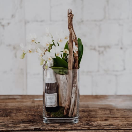 Indoor plant «Natural and Exquisite» (orchid in vase) with Prosecco Albino Armani DOC (20 cl)