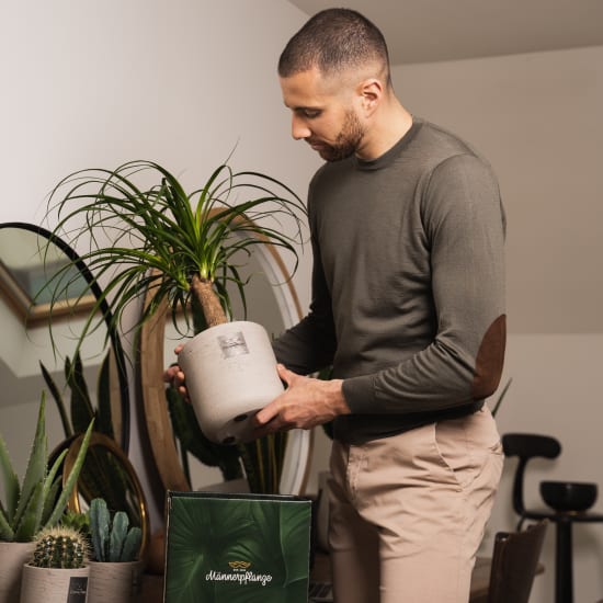 Männerpflanze «This is George» (Beaucarnea recurvata)