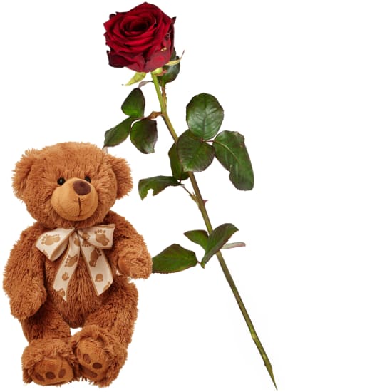 1 rote Rose mit Teddybär