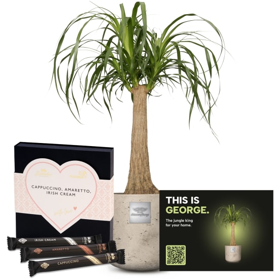 Männerpflanze «Das ist George» (Beaucarnea recurvata) mit Gottlieber Hüppen «With Love»