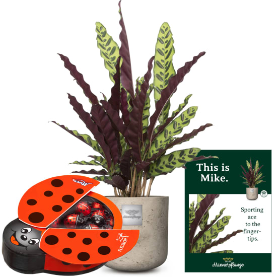 Questo è Mike (Calathea) con Munz coccinelle portafortuna di cioccolato