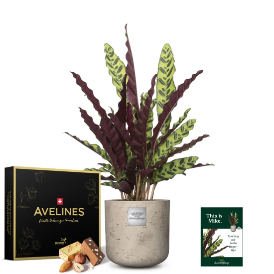 Männerpflanze «Das ist Mike» (Calathea) mit Avelines Pralinés von Maestrani