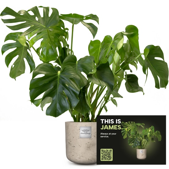 Männerpflanze «This is James» (Monstera)