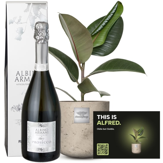 Männerpflanze «Das ist Alfred» (Ficus elastica 'Robusta') mit Prosecco Albino Armani DOC (75 cl)