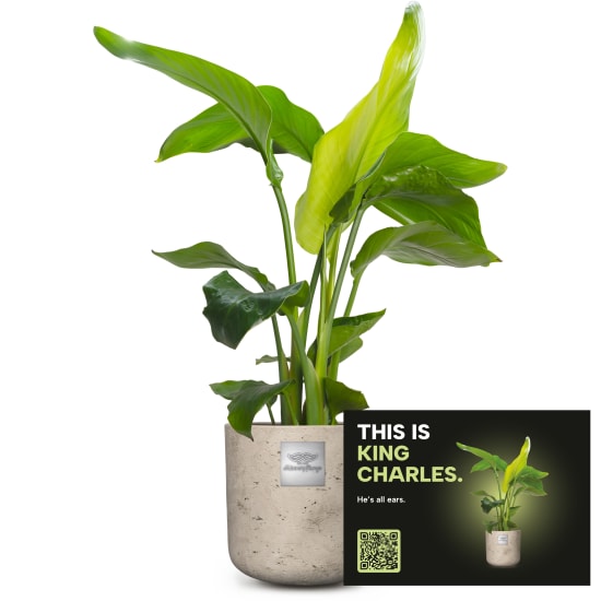 Männerpflanze «Das ist King Charles» (Strelitzia Nicolai)