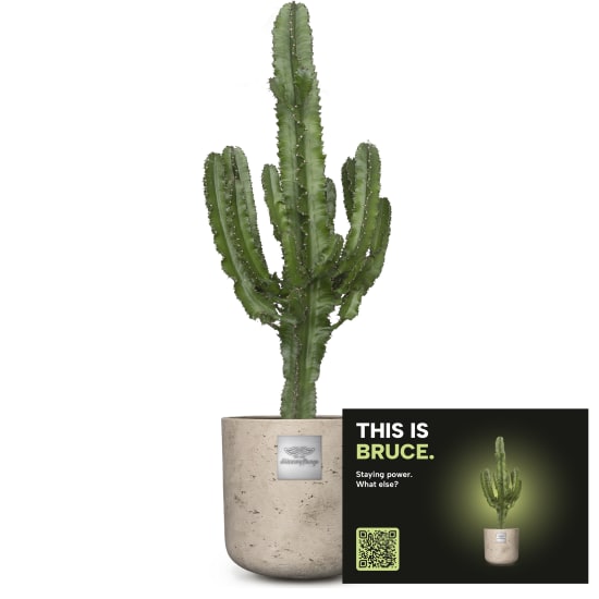Männerpflanze «Das ist Bruce» (Euphorbia)