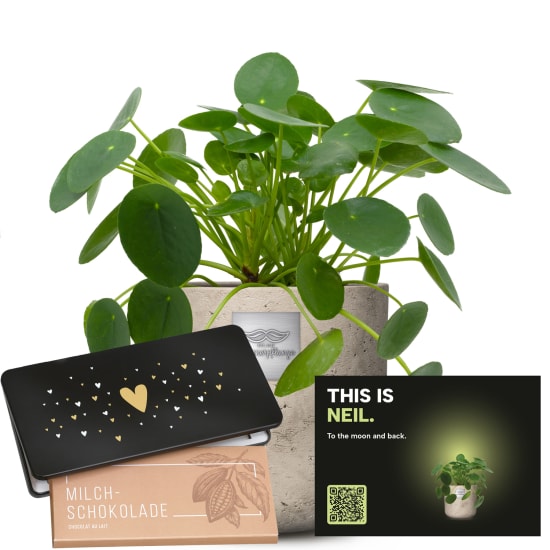 Männerpflanze «Das ist Neil» (Pilea peperomioides) mit Munz Schoggi-Tafel «Heart»