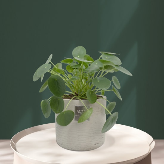 Fleurop Männerpflanze «Das ist Neil» (Pilea peperomioides)