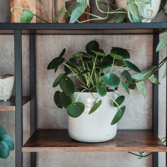 Männerpflanze «Das ist Neil» (Pilea peperomioides)
