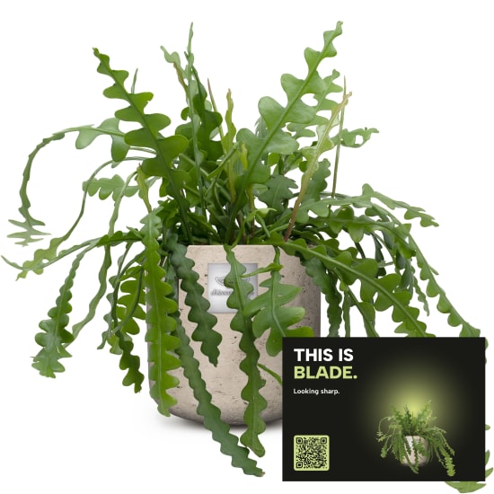 Männerpflanze «Das ist Blade» (Epiphyllum anguliger)