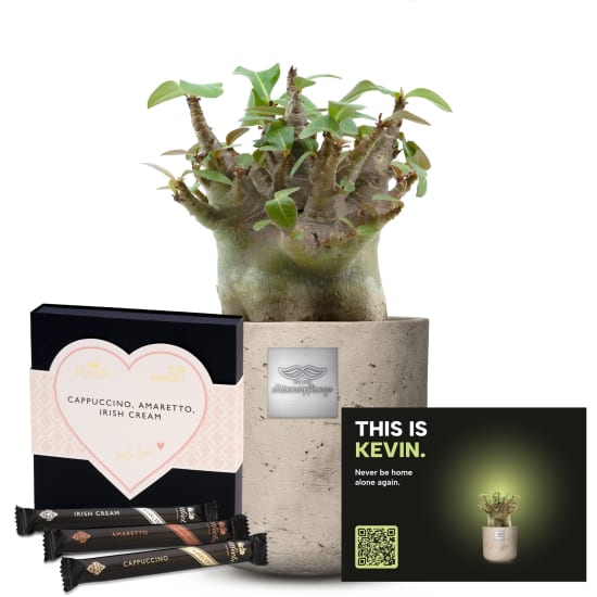 Männerpflanze «Das ist Kevin» (Adenium obesum) mit Gottlieber Hüppen «With Love»