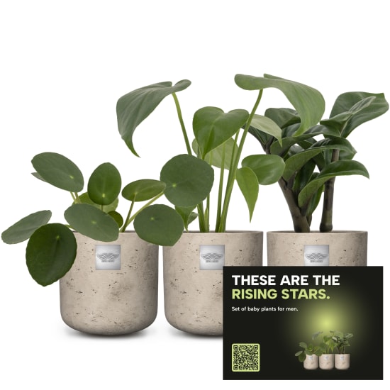 Baby-Männerpflanzen-Set «Rising stars»
