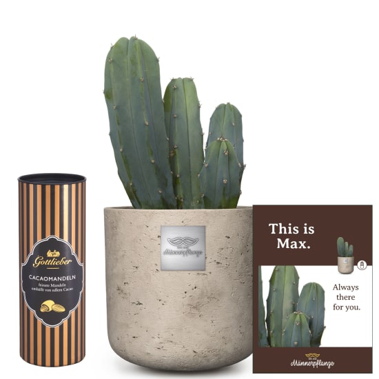 Männerpflanze «Das ist Max» (Myrtillocactus) mit Gottlieber Cacaomandeln