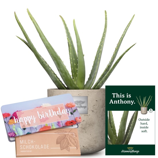 Questo è Anthony (Aloe vera) con Munz tavoletta di cioccolato «Happy Birthday»