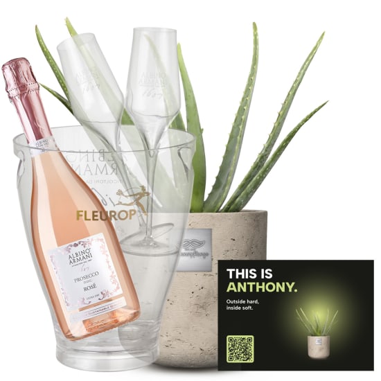 Männerpflanze «This is Anthony» (Aloe vera) with Prosecco Rosé Albino Armani DOC (75 cl), incl. ice bucket and two sparkling wine flutes