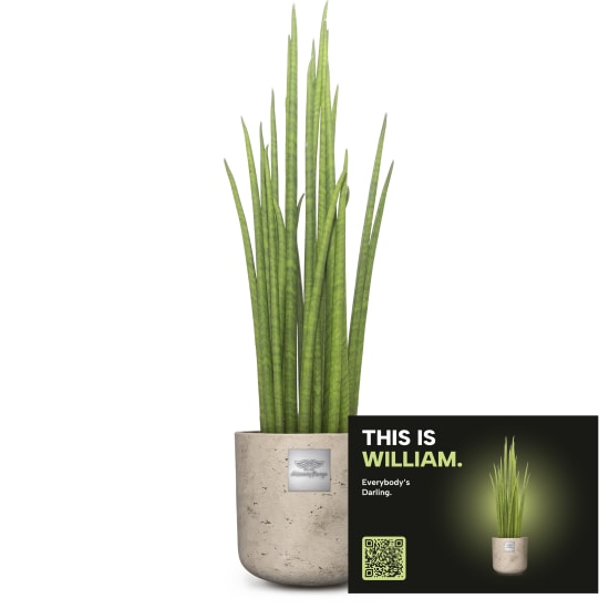 Männerpflanze «Das ist William» (Sansevieria Mikado)