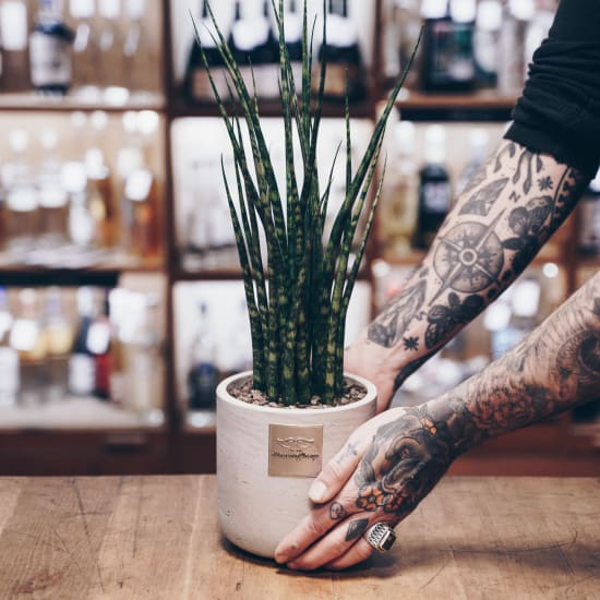 Männerpflanze «This is William» (Sansevieria Mikado)