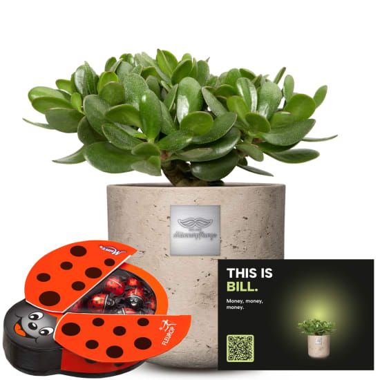 Männerpflanze «Das ist Bill» (Crassula ovata) mit Munz Schoggi-Glückskäfer