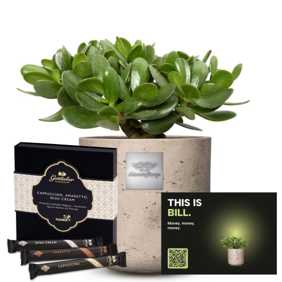 Männerpflanze «Das ist Bill» (Crassula ovata) mit Gottlieber Hüppen «Special Edition for Fleurop»