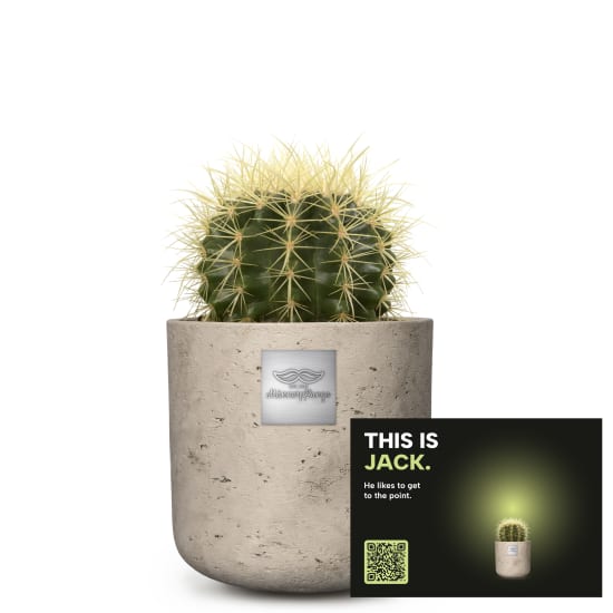 Männerpflanze  «Das ist Jack» (Echinocactus grusonii)