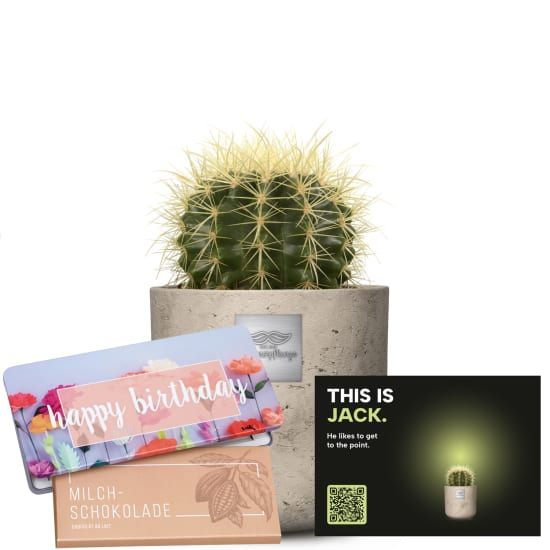 Männerpflanze «Das ist Jack» (Echinocactus grusonii) mit Munz Schoggi-Tafel «Happy Birthday»
