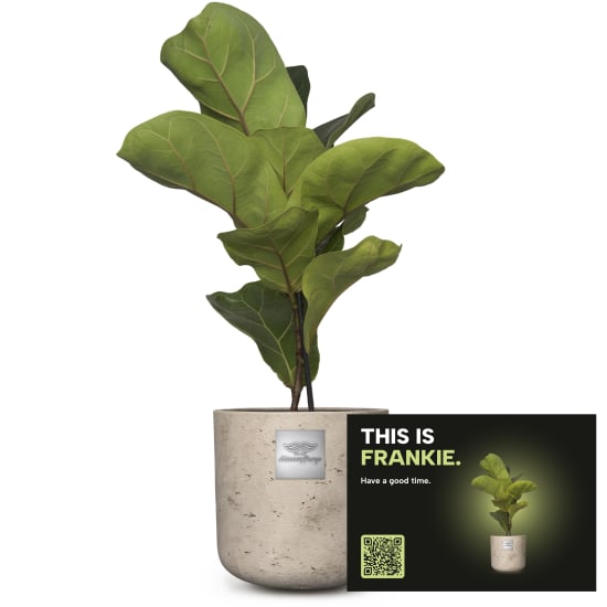 Männerpflanze «Das ist Frankie» (Ficus lyrata bambino)