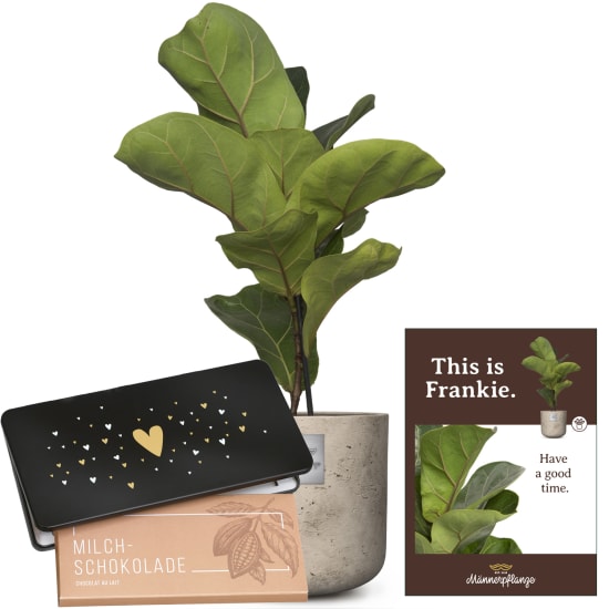 Questo è Frankie (Ficus lyrata bambino) con Munz tavoletta di cioccolato «Heart»