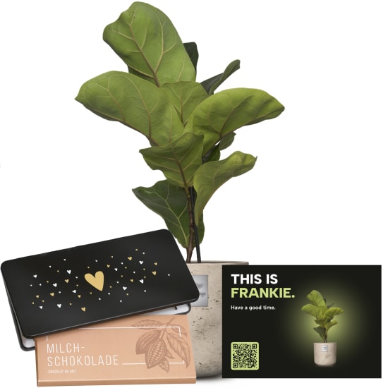 Männerpflanze «Das ist Frankie» (Ficus lyrata bambino) mit Munz Schoggi-Tafel «Heart»