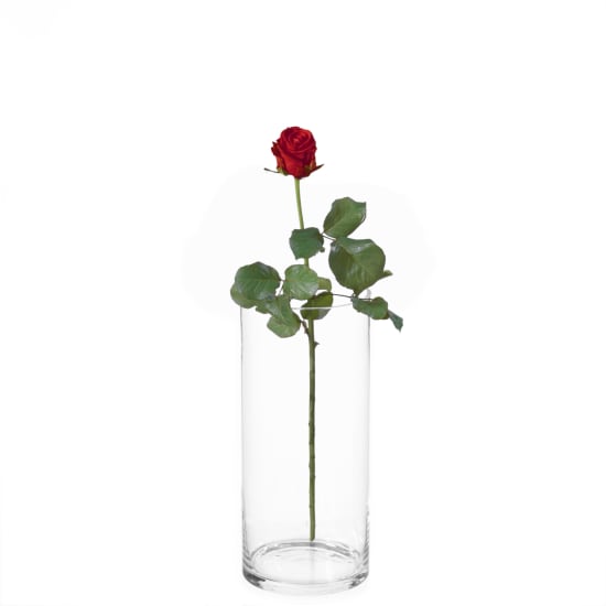 MyBouquet rote Rosen - hier online bestellen - Lieferung noch gleichen Tag