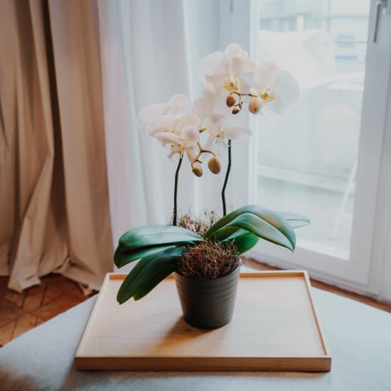 Zimmerpflanze «White Dream» (Orchidee)