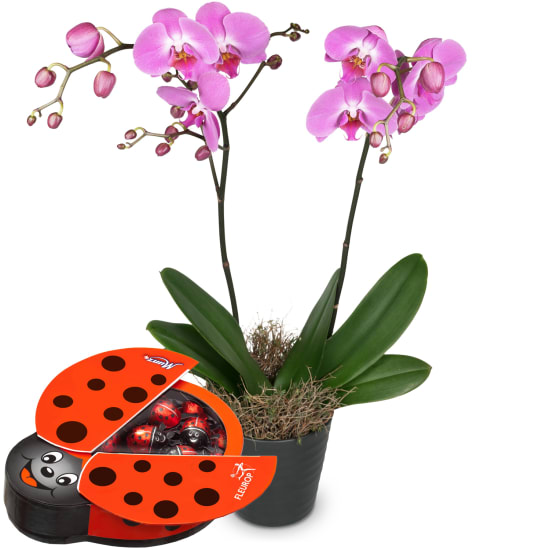 Pink Dream (orchidée) avec Munz coccinelle en chocolat