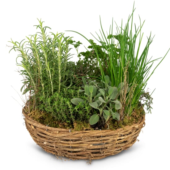 Little herb garden (planted)