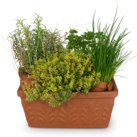 Herb Box (planted)