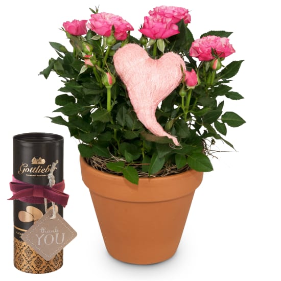 Heartfelt Surprise (rose plant) with Gottlieber cocoa almonds and hanging gift tag «Thank You»