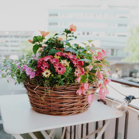 Pflanzenschale «Zarter Sommergarten»