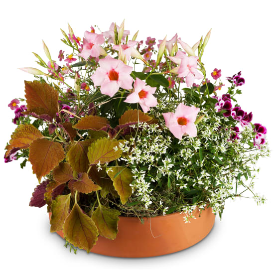 Loving Outdoor Flower Bowl